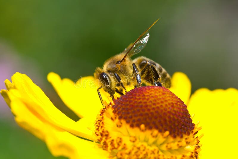 A Small Bee Collect Nectar on the Yellow Flower Stock Photo Image of