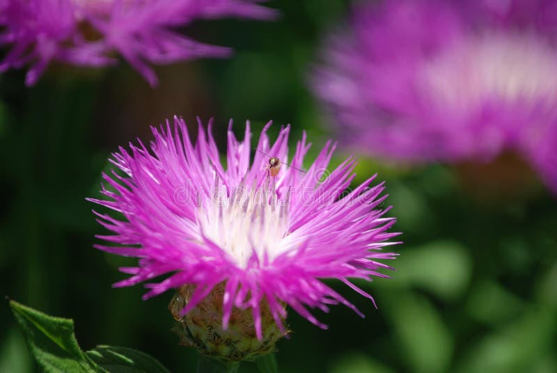 Small Bee feeding on wild Field Thistle royalty free stock photos Small Bee feeding on wild Field Thistle royalty free stock photos
