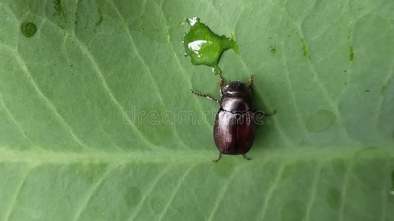 Small beetle insect on a green leaf with a drop of water, nature photography. stock photo