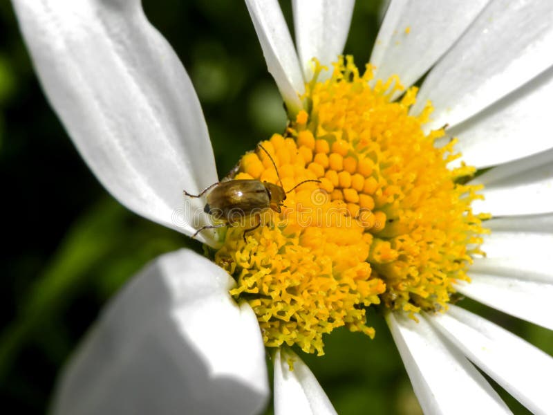 Small beetle in white daisy 1 royalty free stock image Small beetle in white daisy 1 royalty free stock image