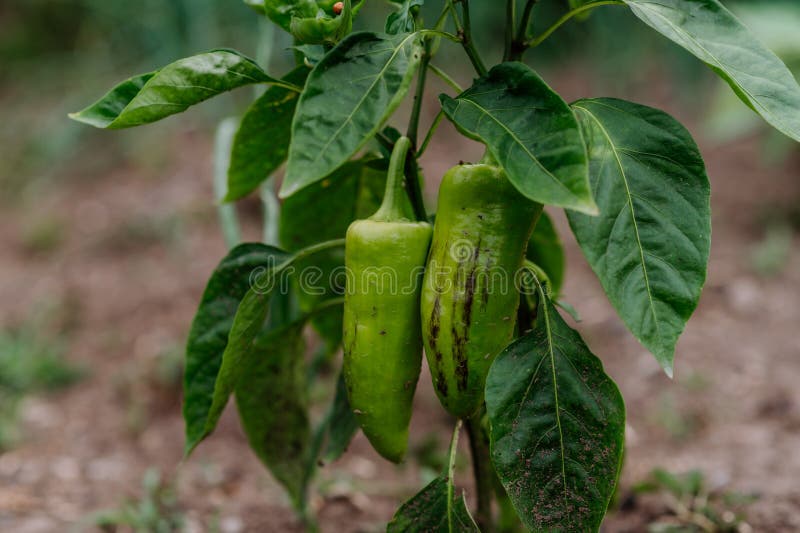 Small Bell Pepper Plant Growing in Raised Vegetable Garden Bed. Stock