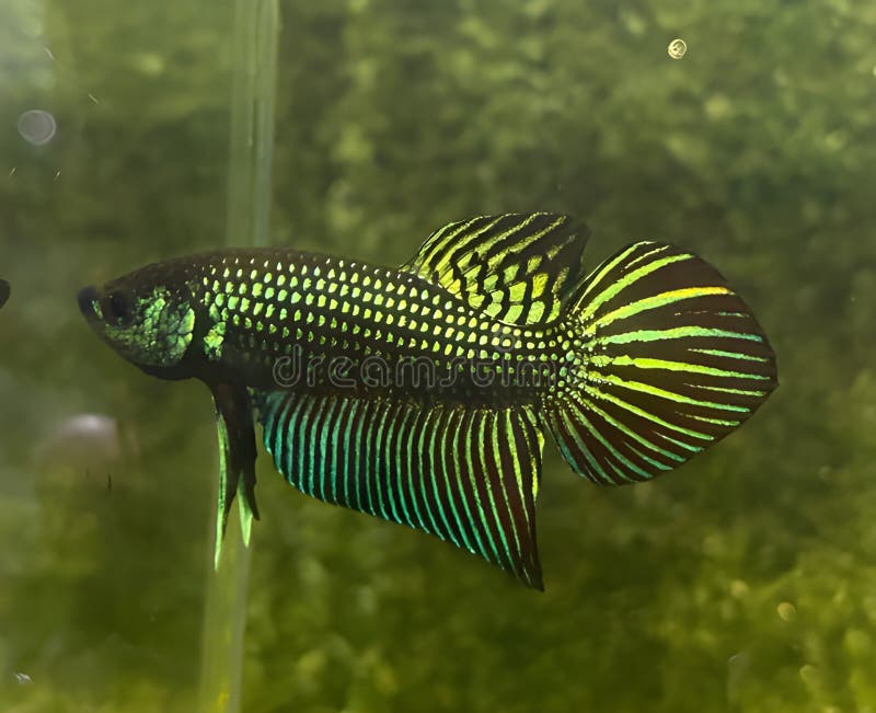 A Small Betta Fish in the Aquarium, Siamese Fighting Fish Stock Image