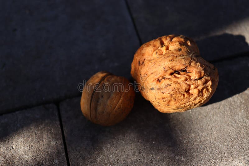 Small and Big Walnuts. Different Concept Stock Photo Image of peel