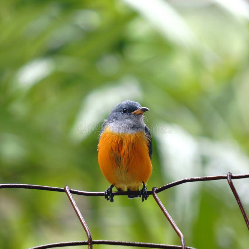 Small bird royalty free stock photography Small bird royalty free stock photography