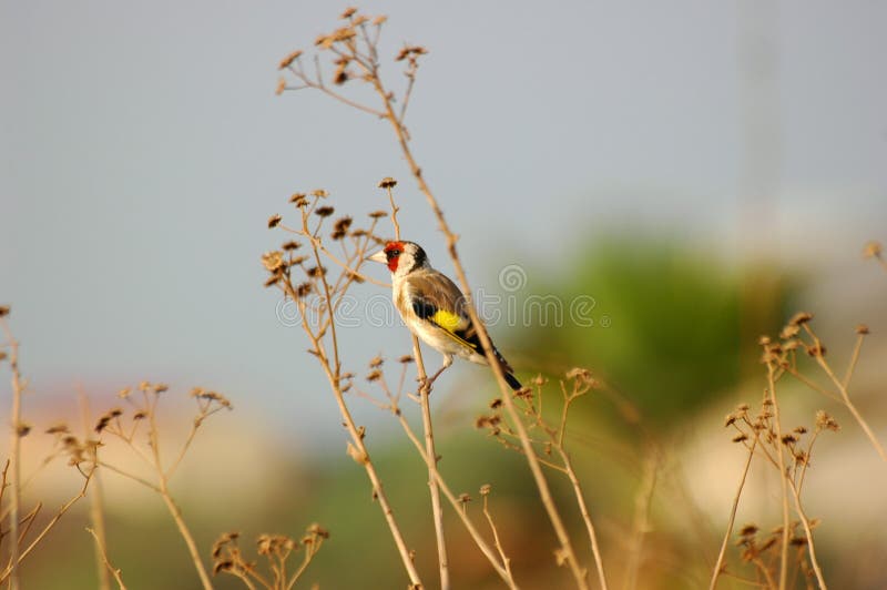 Small bird stock images