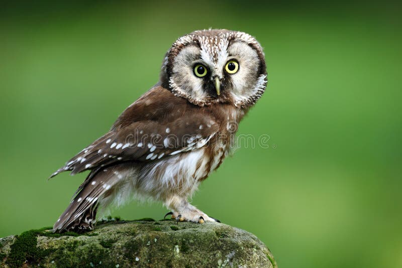 Small bird Boreal owl, Aegolius funereus, sitting on larch stone with clear green forest background stock images