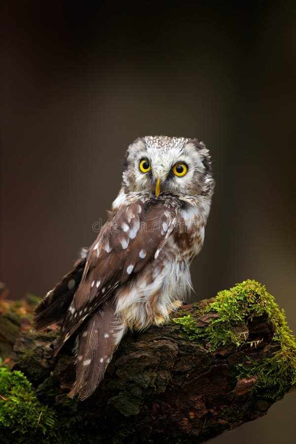 Small bird Boreal owl, Aegolius funereus, sitting on larch tree trunk with clear dark forest background, in the nature habitat, Sw royalty free stock image