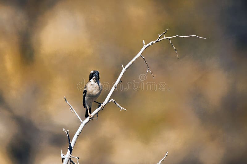 Small bird on a branch royalty free stock photos