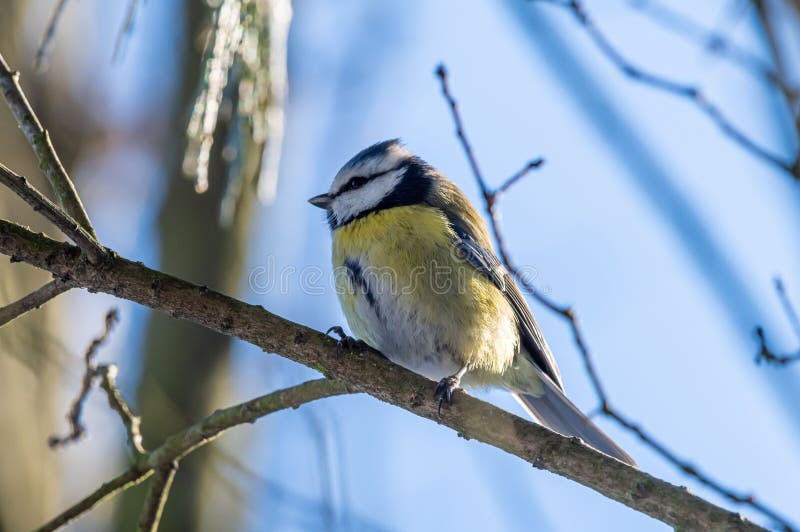 Small bird on a branch royalty free stock image