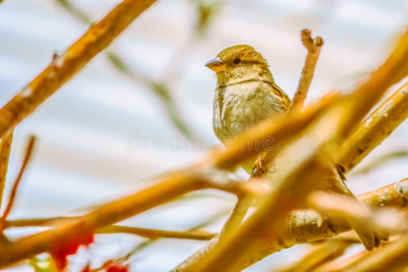 Small Bird through the Branches of a Tree Stock Image Image of