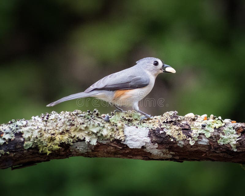 Small Bird Eating -Song Bird Tufted Titmouse royalty free stock images