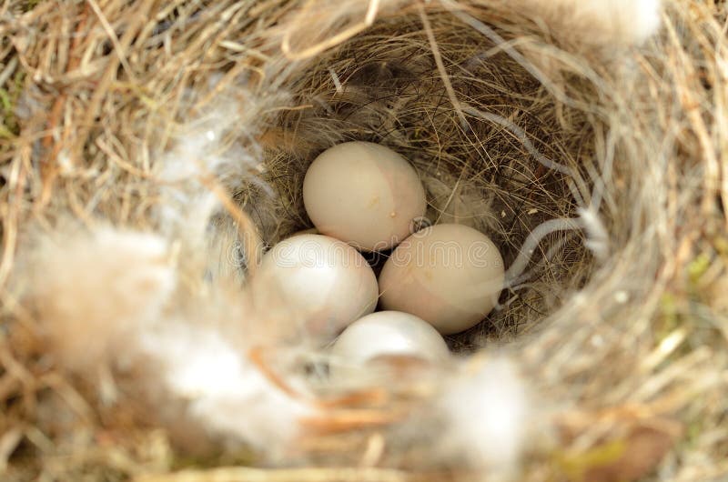 Small bird eggs in a nest stock photo. Image of garden 184851798