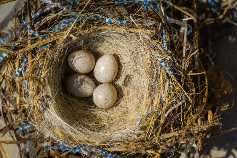 Small Bird Eggs in the Nest Stock Photo Image of easter, bird 240159174
