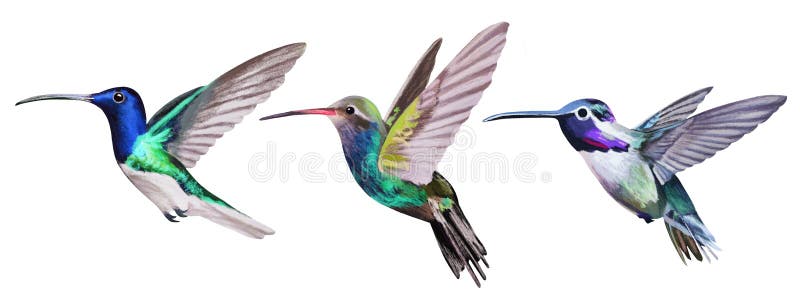 Small Bird Hummingbird Set Isolated on White stock photography