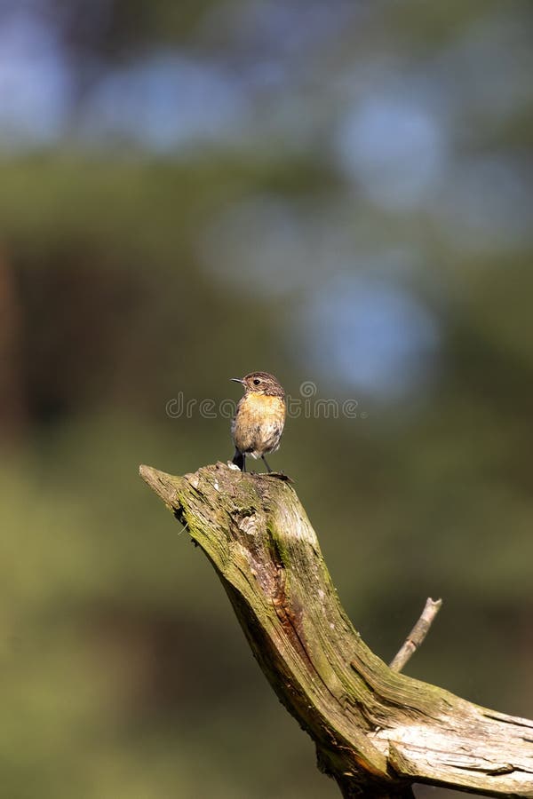 Small bird perched on a weathered branch royalty free stock photos