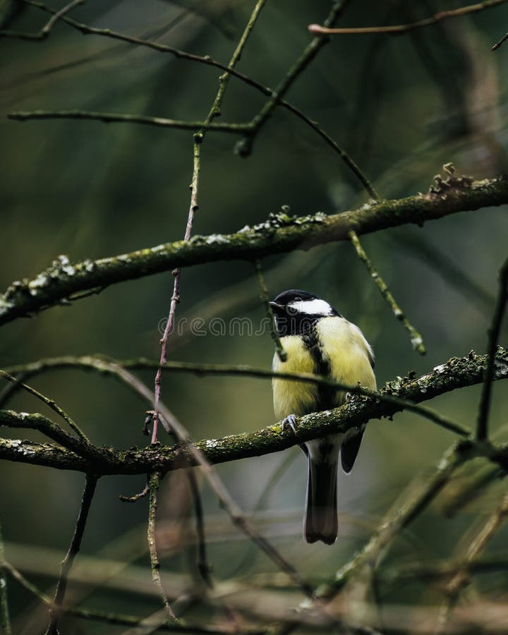 Small Bird Perches on a Tree Branch Stock Photo Image of wildlife
