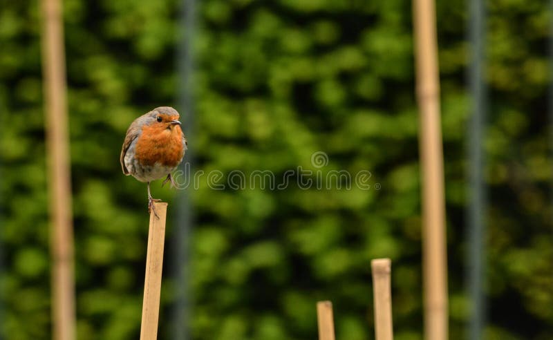 Small bird robin royalty free stock photography