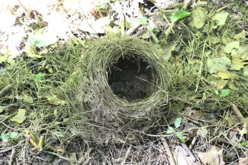 A Small Bird`s Nest Fell from a Tree To the Ground in the Forest Stock  Image - Image of green, animal: 190531099