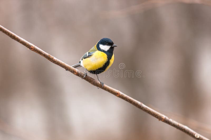 Small bird sitting on branch