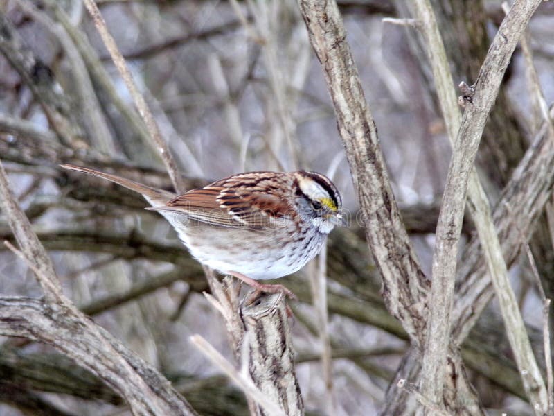 Small Bird royalty free stock images