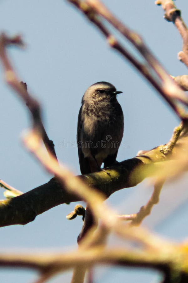 Small bird on walnut tree royalty free stock images
