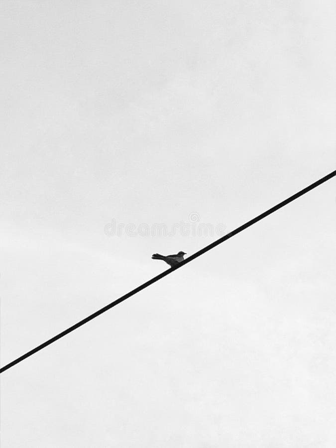 A small bird on a wire royalty free stock photography A small bird on a wire royalty free stock photography