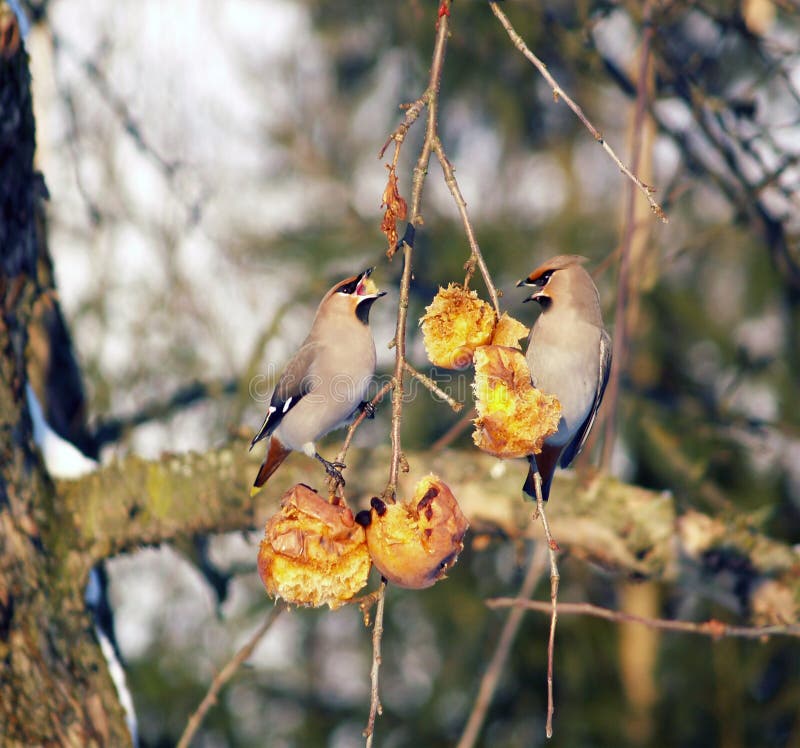 Small Birds Feeding on Fruit Stock Photo Image of natural, hanging