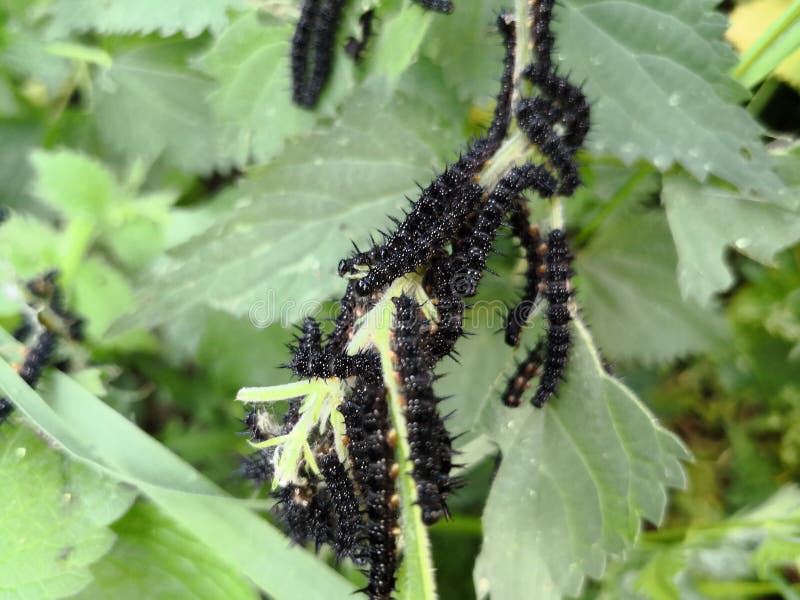 Small black animals stock image. Image of black, summer 118010245