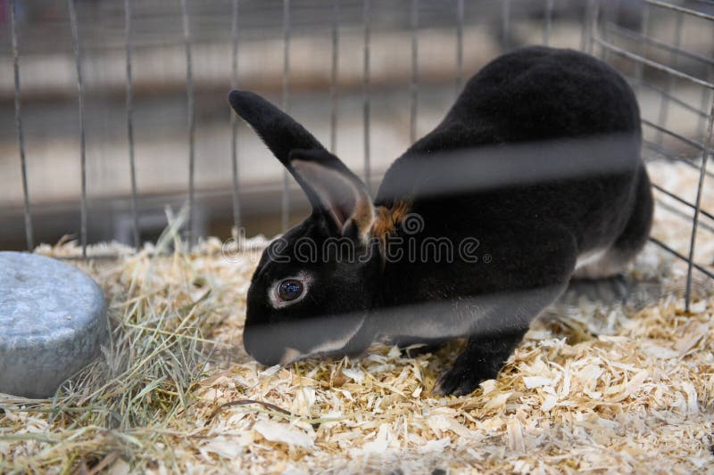 A Small Black Bunny in a Cage at a State Fair Stock Photo Image of breeding, english 273907306