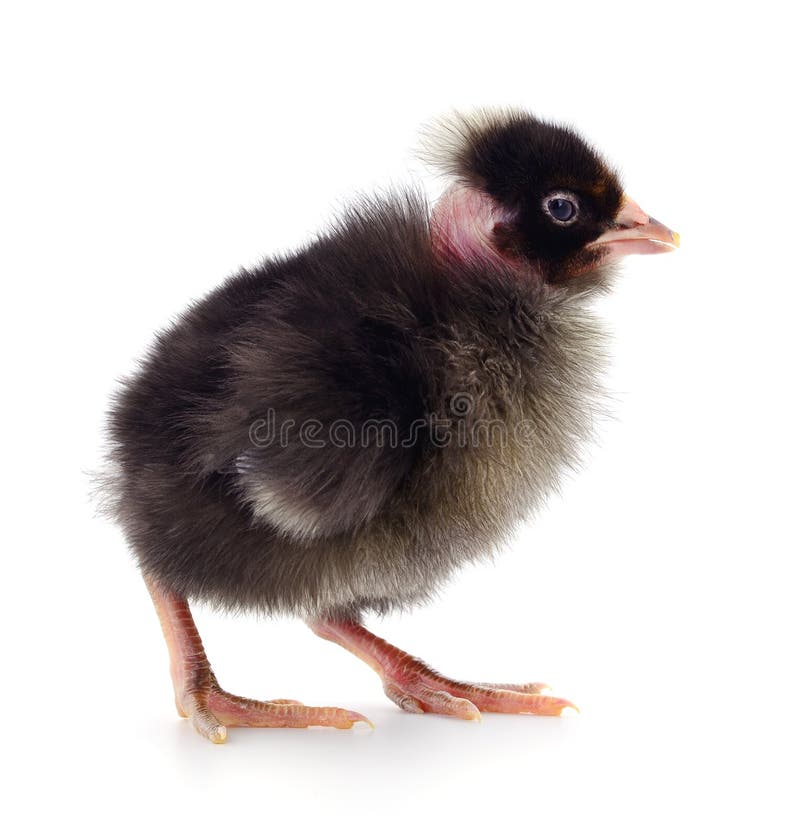 Small black chicken stock photo. Image of chicken, shot 112985616