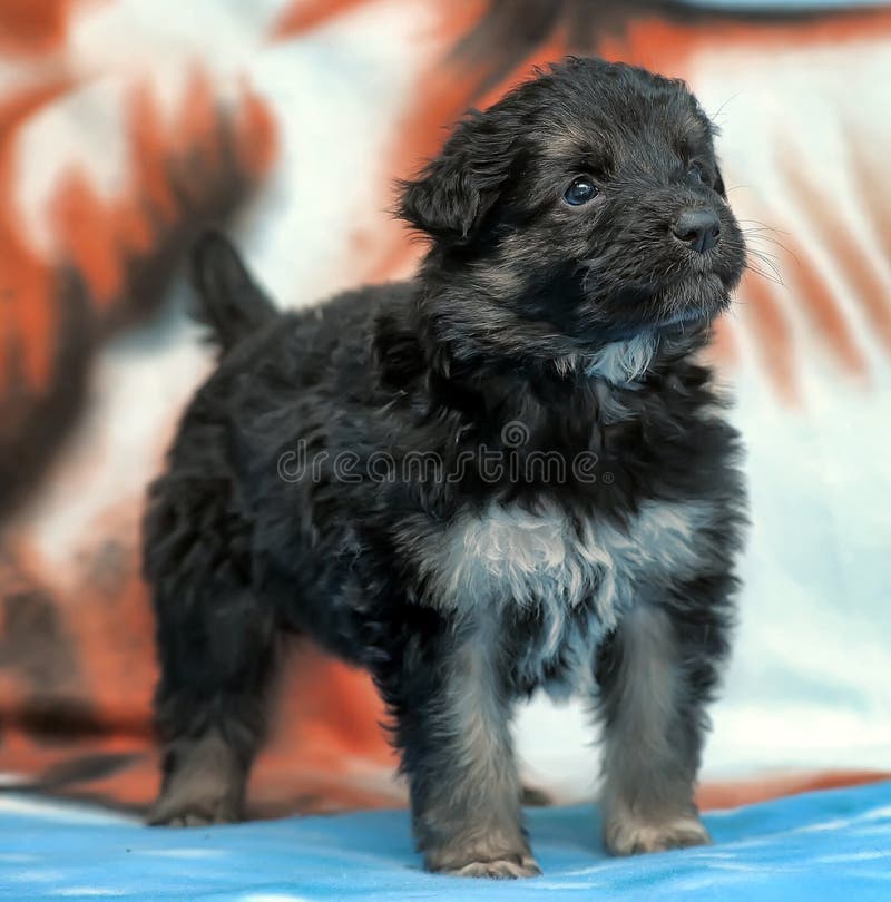 small black furry dog