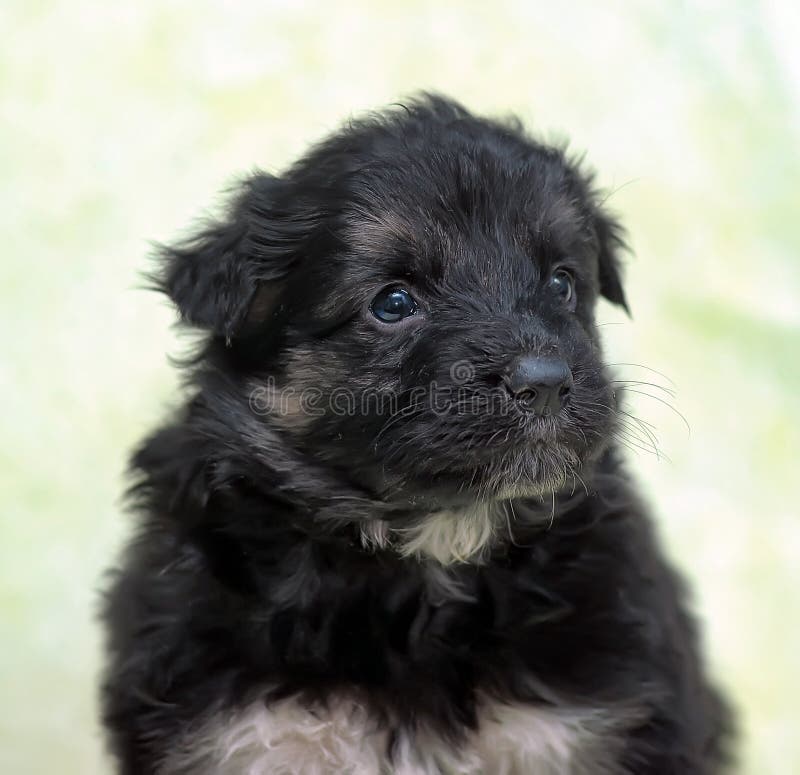 small black furry dog