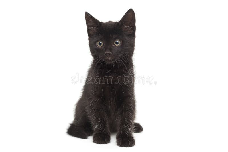 tiny black kitten