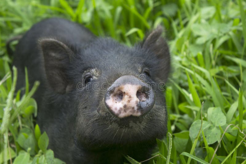 A small black pig surrounded by green foliage