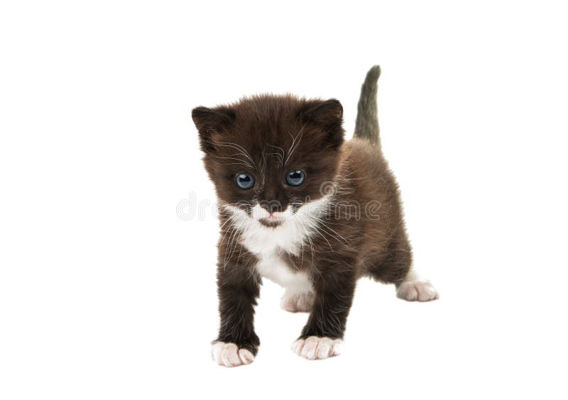 Small black-white kitten