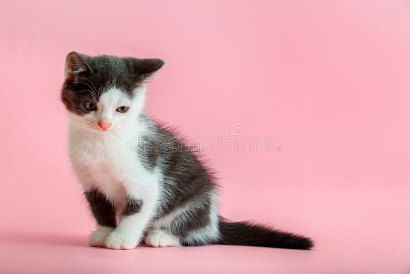 Hình nền mèo con màu hồng đáng yêu sẽ làm bạn đắm đuối ngay từ cái nhìn đầu tiên! Nếu bạn yêu thích những chú mèo màu hồng xinh xắn, hãy đến và xem hình nền này ngay!