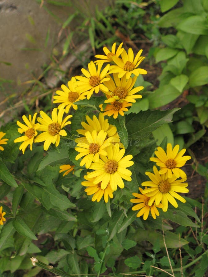 Summer Yellow Perennial Daisy Stock Image - Image of vertical