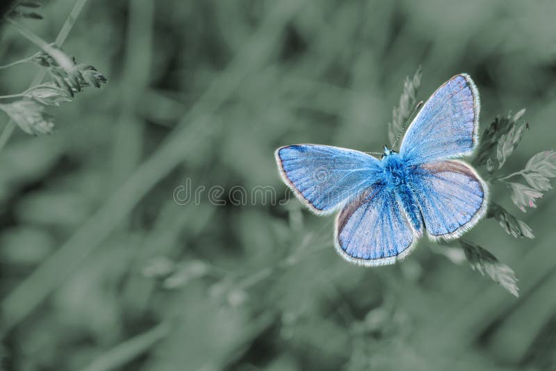 Small blue butterfly Lycaenidae in summer green field