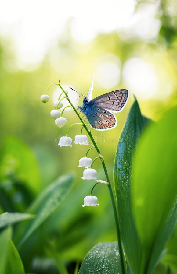 A small blue butterfly sits on a white delicate Lily flower in a royalty free stock image A small blue butterfly sits on a white delicate Lily flower in a royalty free stock image