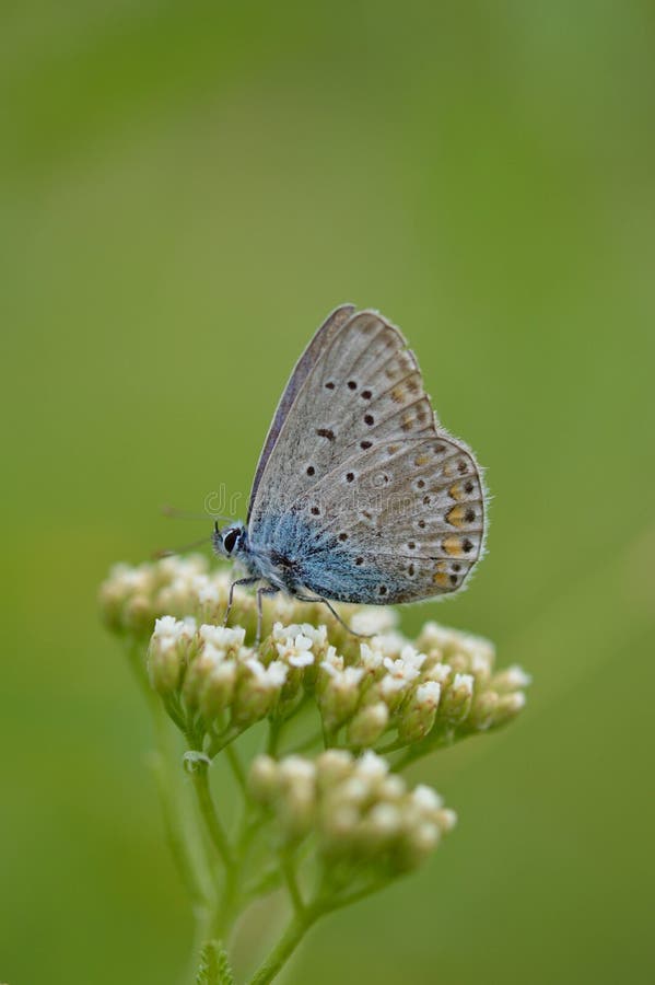 The common blue butterfly &#x28;Polyommatus icarus&#x29; is a butterfly in the family Lycaenidae and subfamily Polyommatinae. The common blue butterfly &#x28;Polyommatus icarus&#x29; is a butterfly in the family Lycaenidae and subfamily Polyommatinae