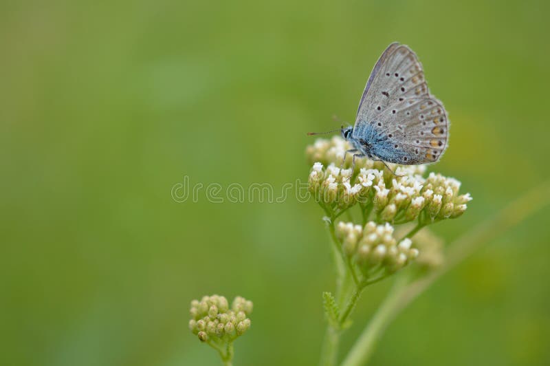 The common blue butterfly &#x28;Polyommatus icarus&#x29; is a butterfly in the family Lycaenidae and subfamily Polyommatinae. The common blue butterfly &#x28;Polyommatus icarus&#x29; is a butterfly in the family Lycaenidae and subfamily Polyommatinae