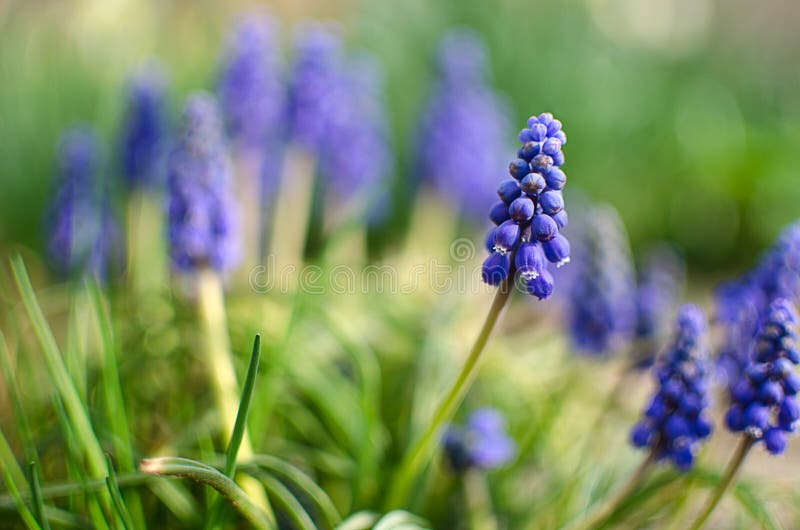 Small Blue Flowers Bloom in Spring Muskari Stock Image Image of grow