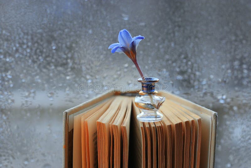 Small blue flowers on book stock photo. Image of beautiful 61128572