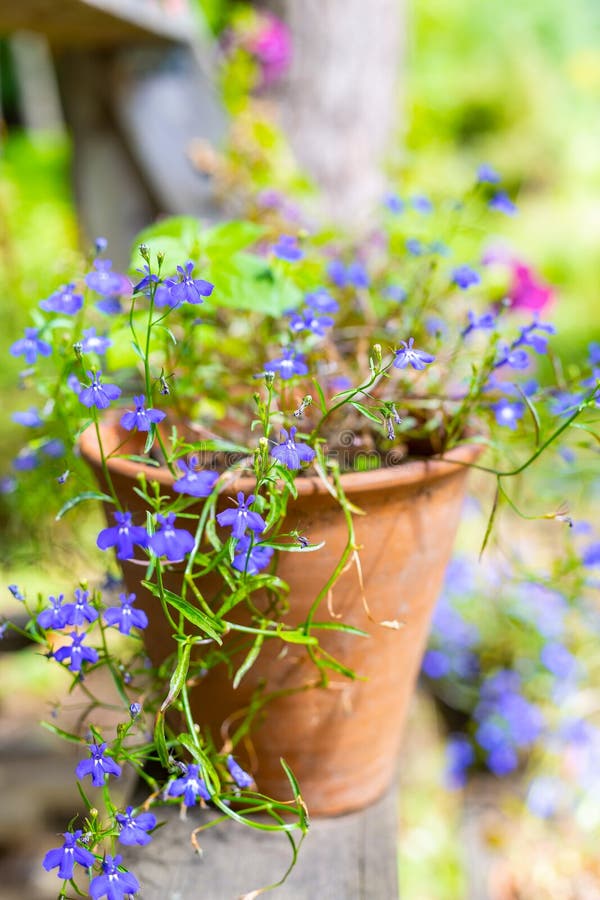 Small Blue Flowers in a Clay Pot Outdoors Stock Image Image of clay