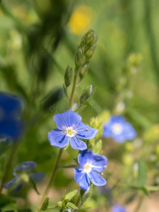 Blue Flowers in Spring Closeup Stock Image - Image of flower, bloom ...