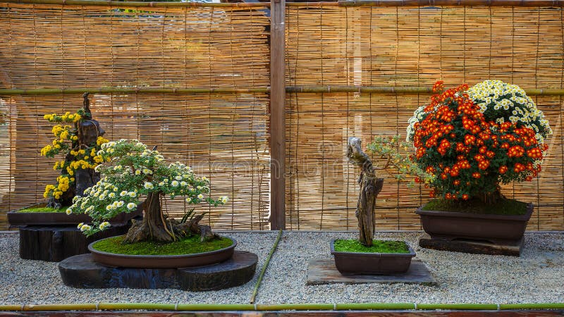 Small bonsai tree in a garden. Japanese small bonsai tree in a garden royalty free stock photos