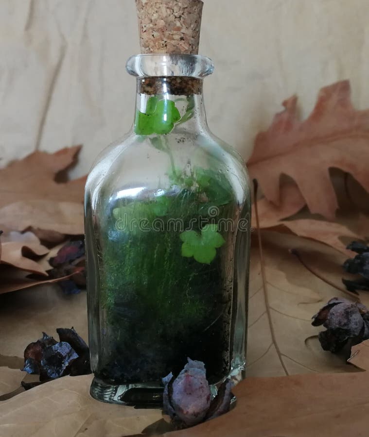 Small bottle terrarium stock photo. Image of green, small 113508440