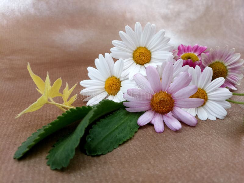 Small daisies bouquet stock photo. Image of elegant, petals 50717788
