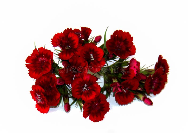A Small Bouquet of Fine Burgundy Spray Carnations Isolated on White