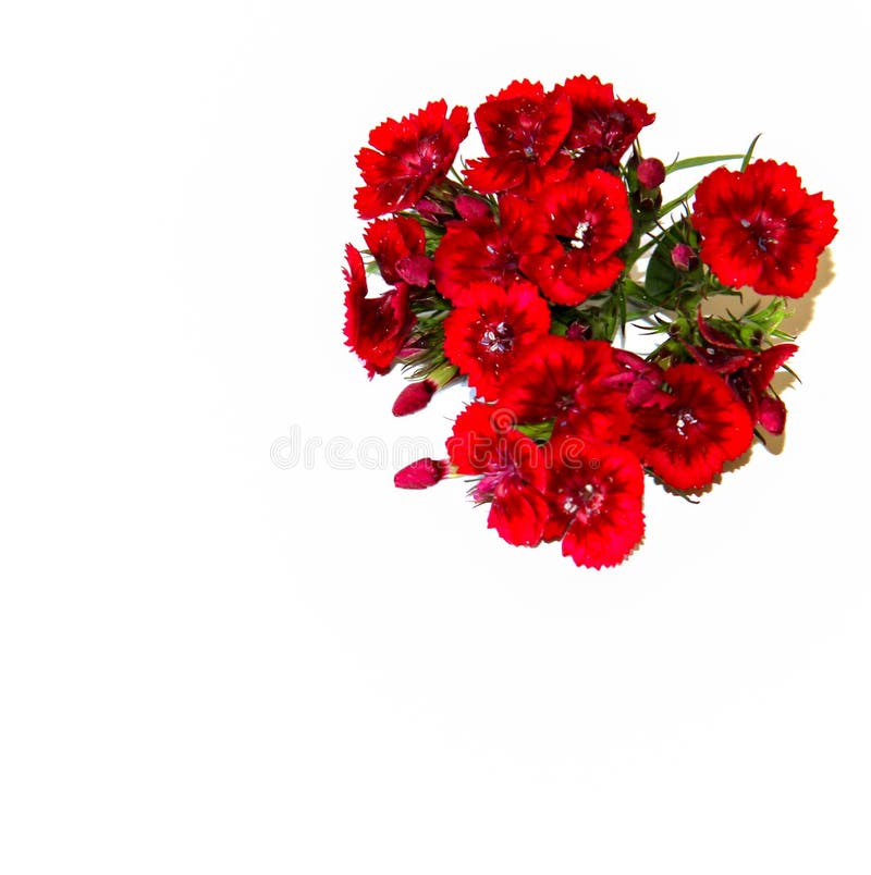 A Small Bouquet of Fine Burgundy Spray Carnations Isolated on White